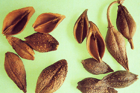 Cây liên kiều 