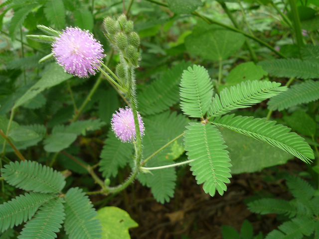 Xấu hổ (Cây)