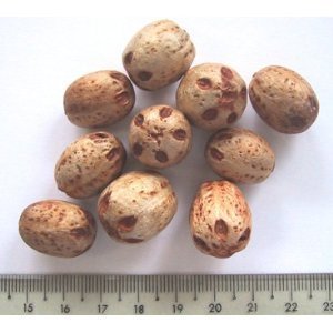 Xoan nhừ