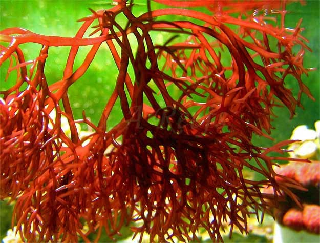 Aquamin - chế phẩm từ tảo đỏ thiên nhiên