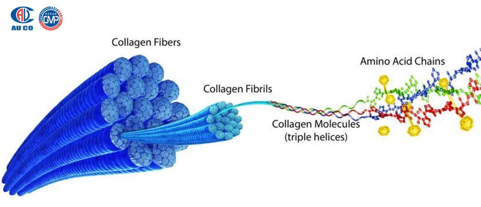 Collagen cần thiết cho con người như thế nào
