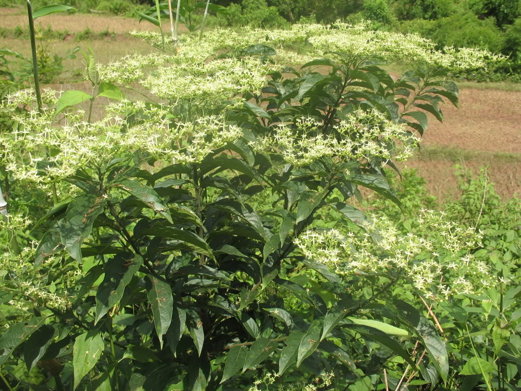 Bọ mẩy