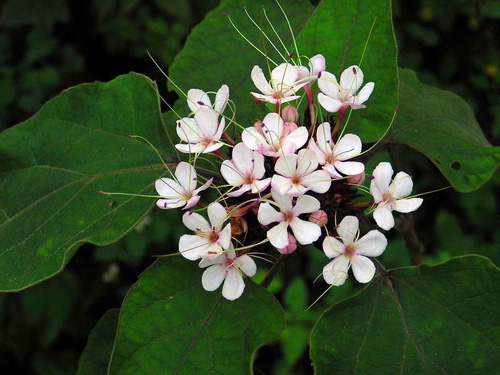 Bạch đồng nữ