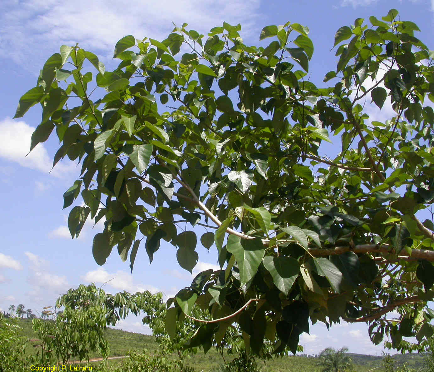 Cẩm xà lặc