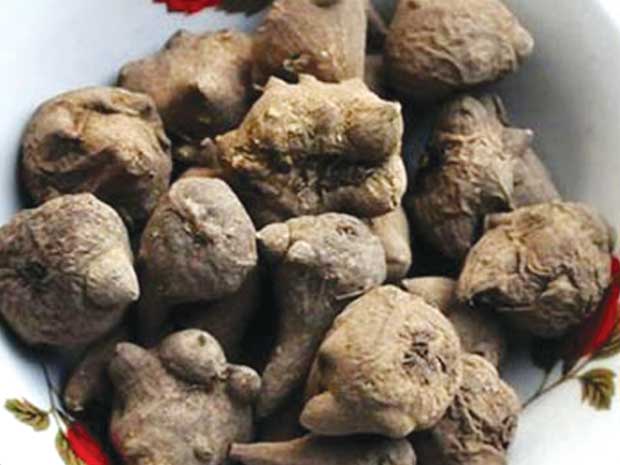 Cây ô dầu (ấu tẩu) 