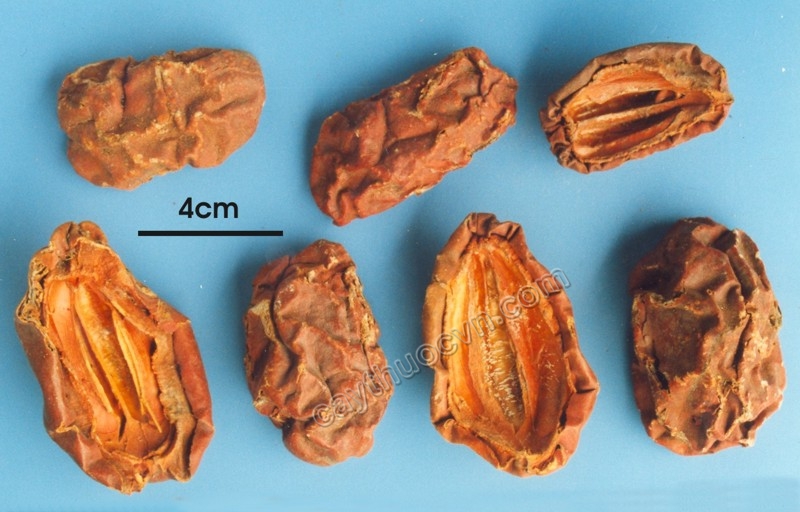 Cây mộc qua