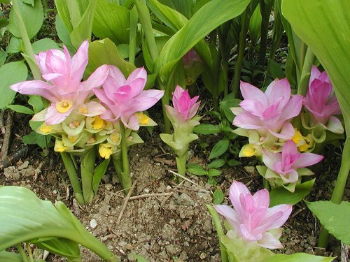 Cây nghệ trắng (uất kim)