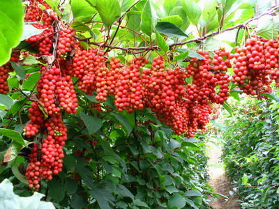 Cây ngũ vị tử 