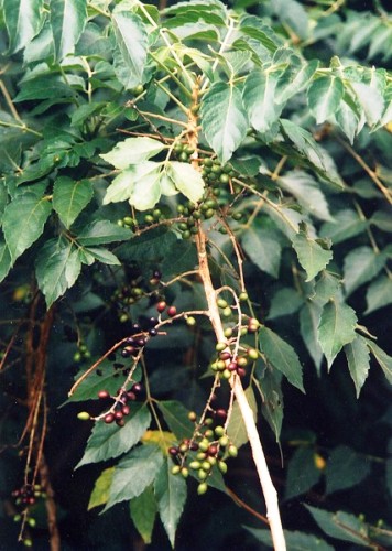 Cây nha đam tử