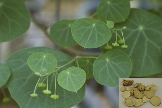 Cây phòng kỷ