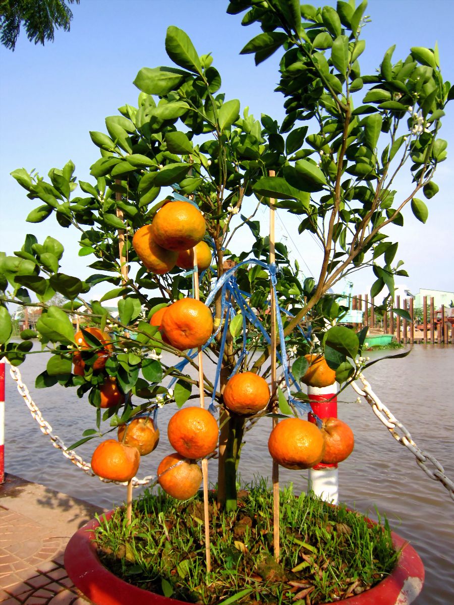  Cây quýt (trần bì, thanh bì, hạch bì)