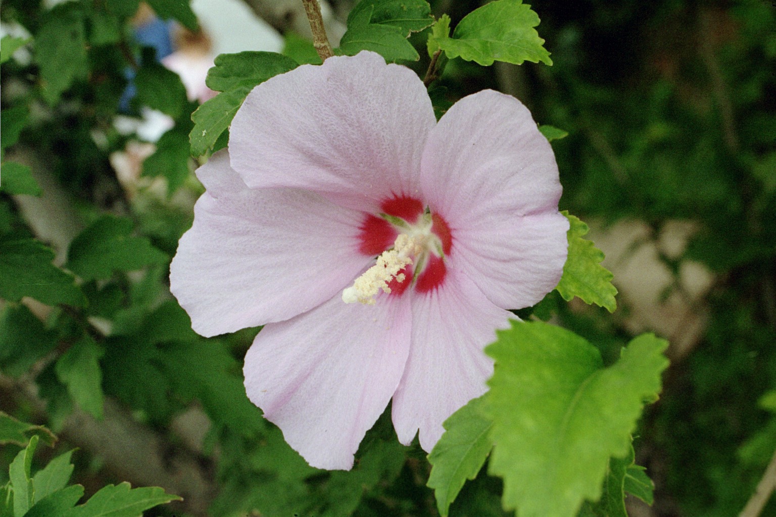 cây râm bụt kép (hoa)