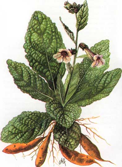 Cây sinh địa (cây địa hoàng)
