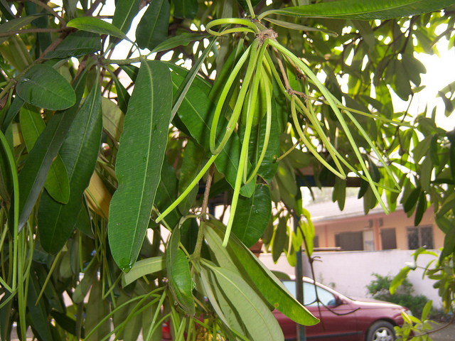 Cây sữa