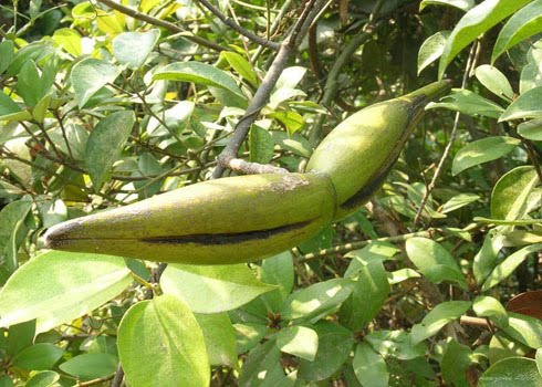 Cây sừng dê (Hạt)