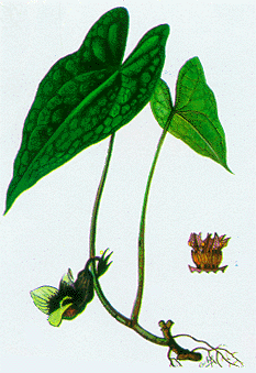 Cây tế tân