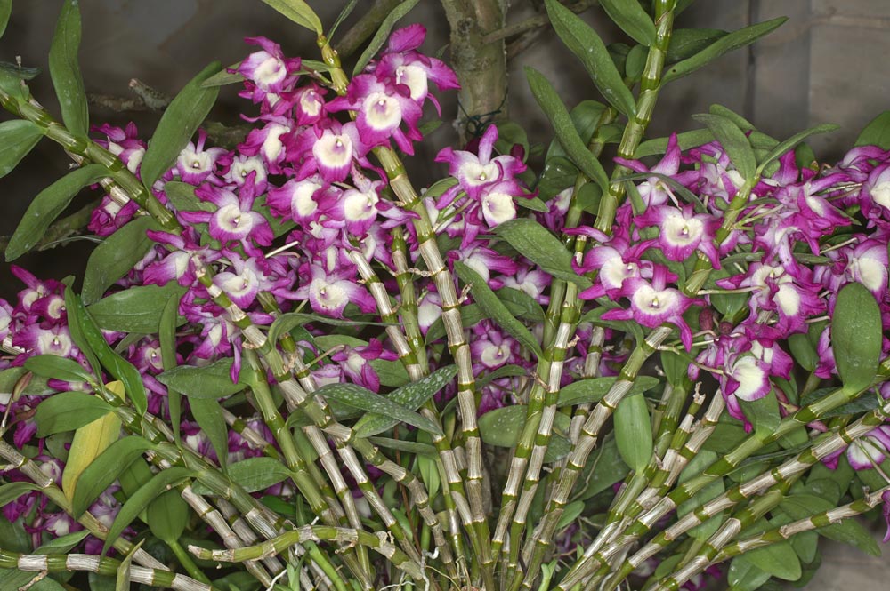 Cây thạch hộc