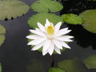   Súng - (Bản sao)