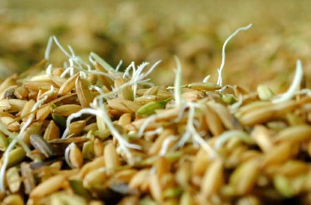 Mầm cây lúa (mầm thóc lúa)