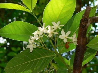 Mộc hoa trắng (cây sừng trâu- mức hoa trắng)