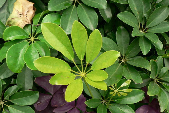 Ngũ gia bì chân chim (Vỏ thân)