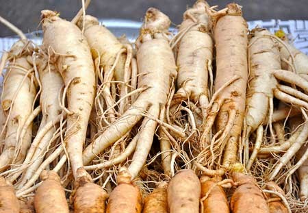 Củ nhân sâm (Panax ginseng)