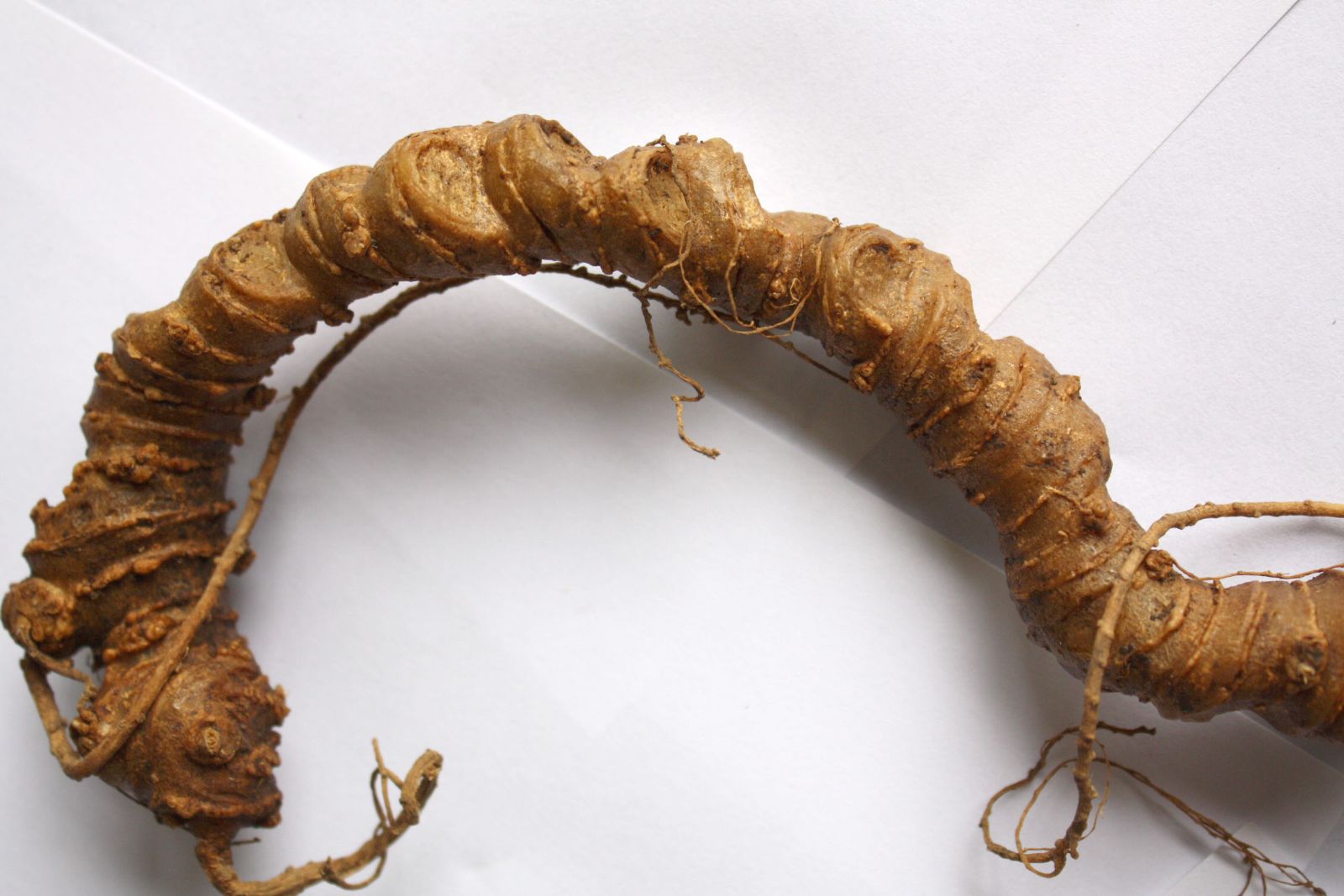 Nhân sâm Việt Nam (sâm Ngọc Linh)