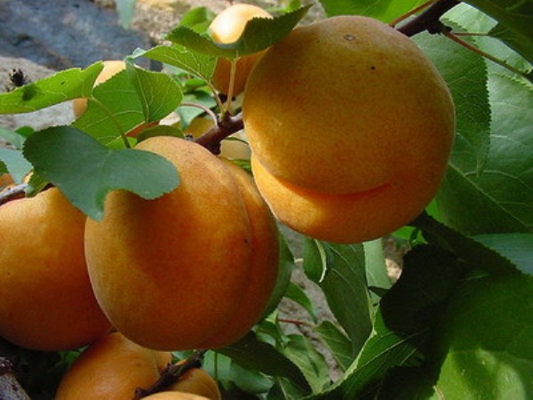 Quả mơ muối