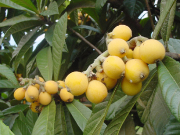 Sơn tra Trung Quốc
