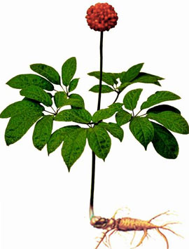 Cây tam thất (củ tam thất)