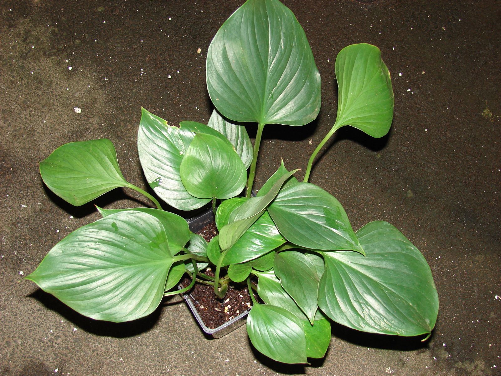 Cây thiên niên kiện