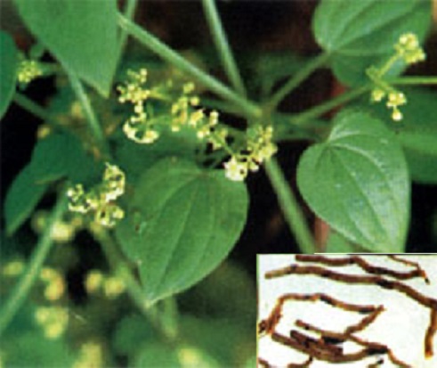 Thiến thảo