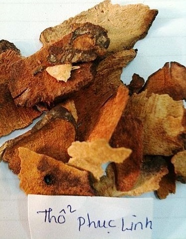 Cây thổ phục linh (cây khúc khắc)