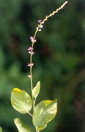 Cây thóc lép