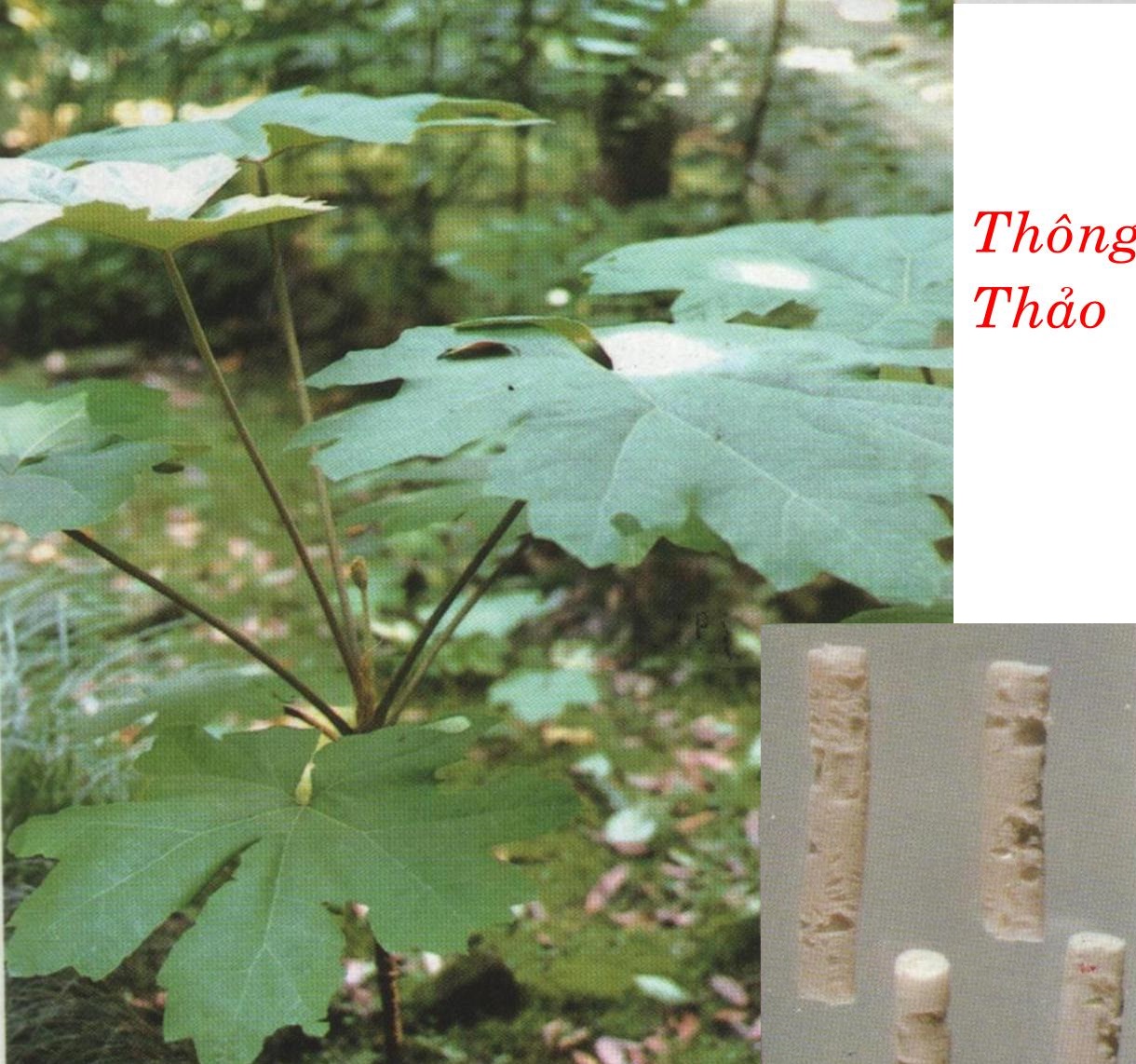 Cây thông thảo