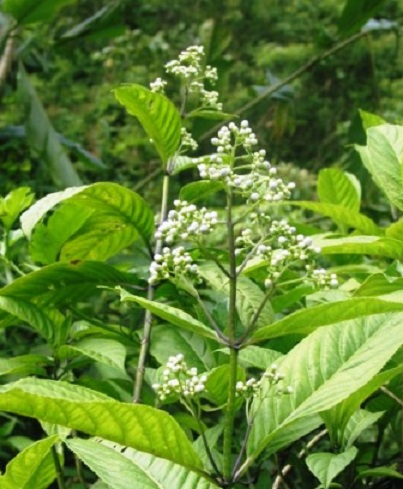 Thường sơn
