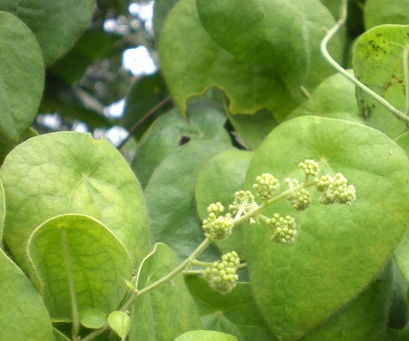 Cây tiết dê