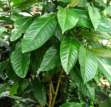 Cây tiêu lốt (quả tiêu lốt)