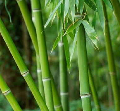Tinh tre