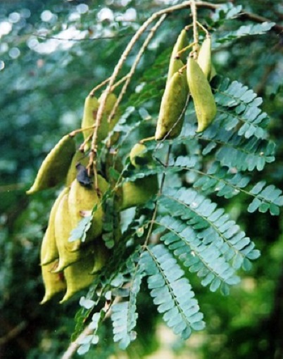 Vang