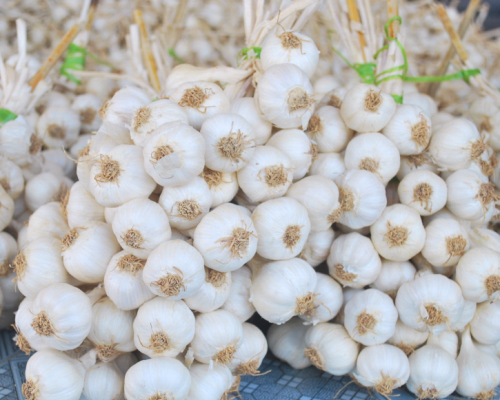 Củ tỏi (cây tỏi)