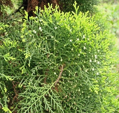 Cây trắc bá