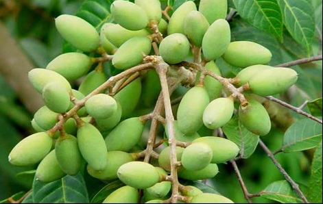 Cây Trám (quả trám)