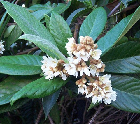 Tỳ bà