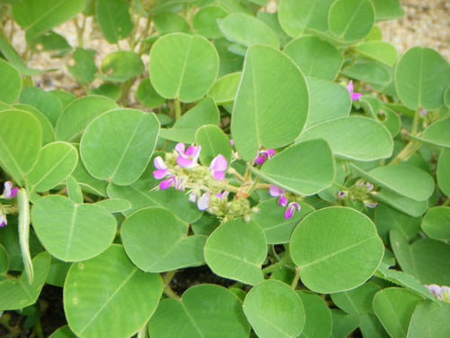 Vảy rồng